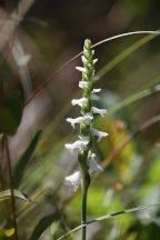 Spiranthes cernua