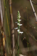 Spiranthes cernua