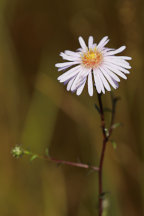 Symphyotrichum boreale