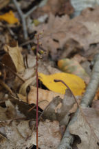 Autumn Coralroot