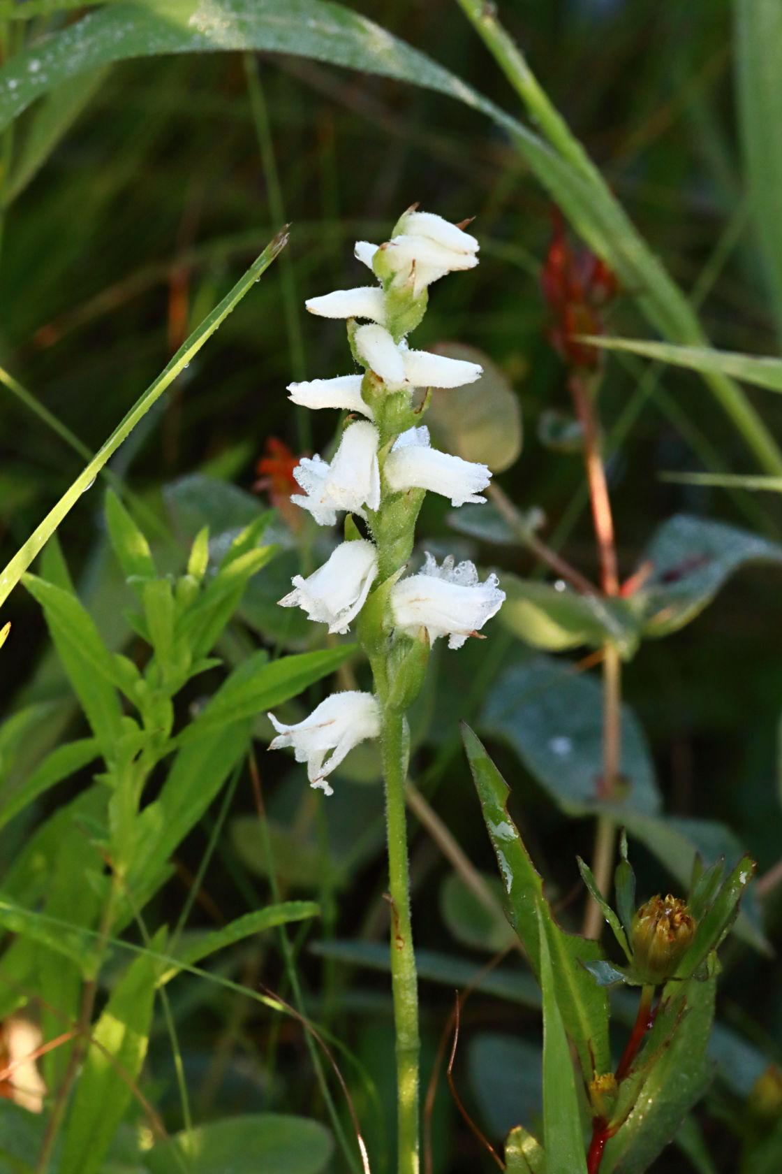 Appalachian Ladies' Tresses