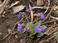 Viola sagittata