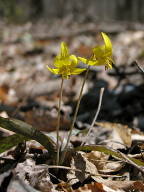 Erythronium americanum