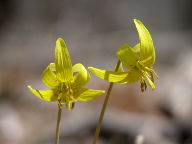 Erythronium americanum