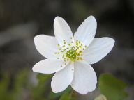Thalictrum thalictroides