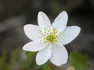 Thalictrum thalictoides