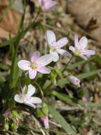 Claytonia virginica