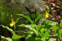 Large Yellow Lady's Slipper