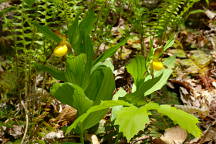 Large Yellow Lady's Slipper