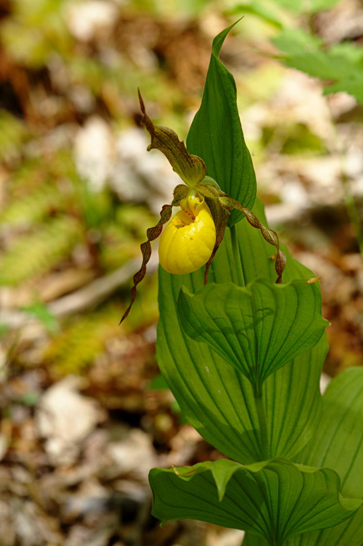 Large Yellow Lady's Slipper