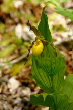 Cypripedium parviflorum var. pubescens