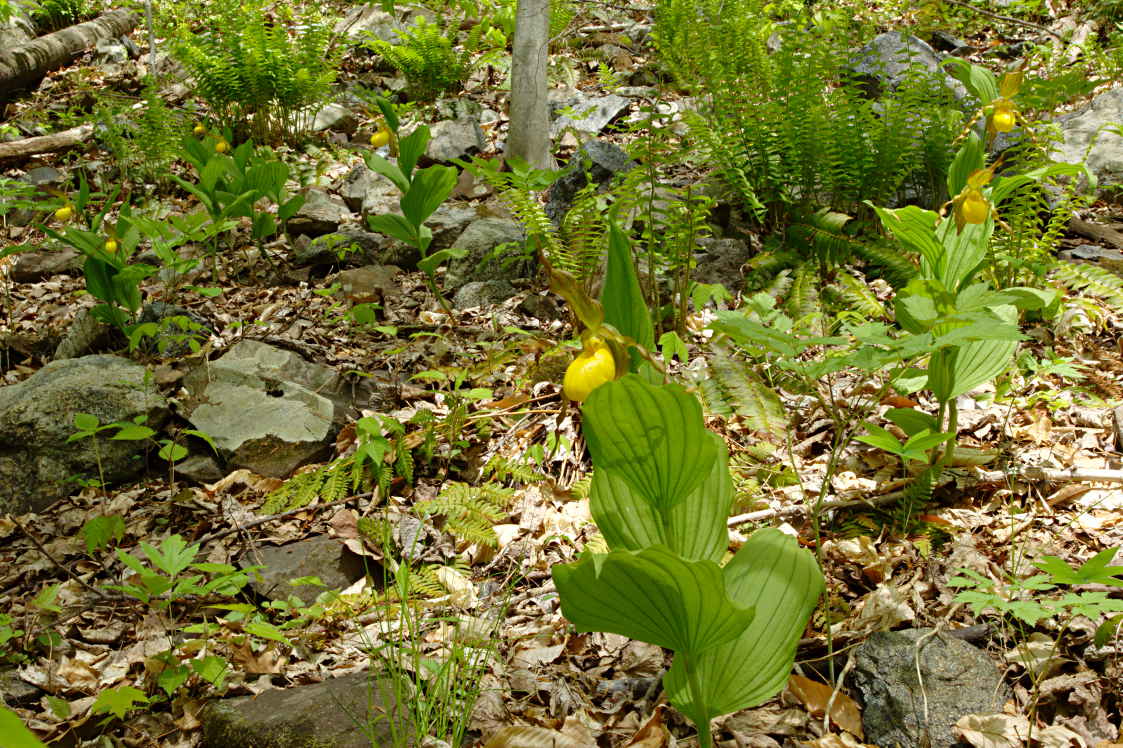 Large Yellow Lady's Slipper