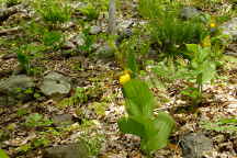 Cypripedium parviflorum var. pubescens