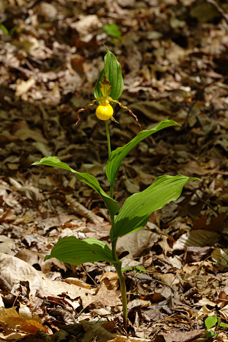 Large Yellow Lady's Slipper