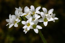 Saxifraga virginiensis