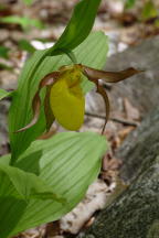 Cypripedium parviflorum var. pubescens