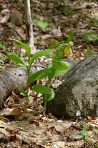 Large Yellow Lady's Slipper