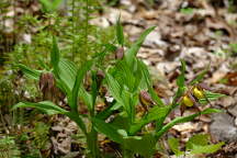 Cypripedium parviflorum var. pubescens