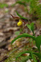 Cypripedium parviflorum var. pubescens