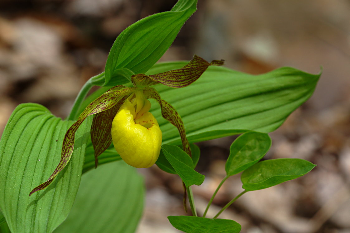 Large Yellow Lady's Slipper