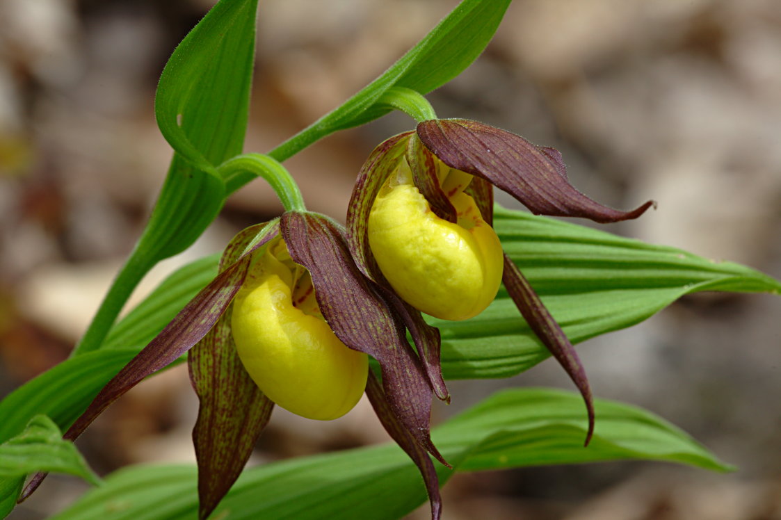 Large Yellow Lady's Slipper