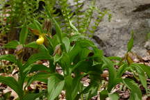 Cypripedium parviflorum var. pubescens