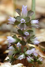 Obolaria virginica