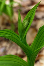 Large Yellow Lady's Slipper