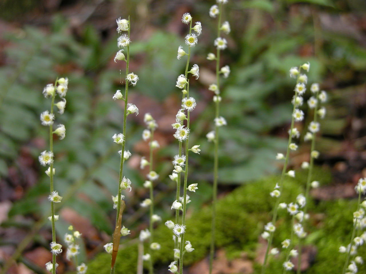 Two-Leaved Mitrewort