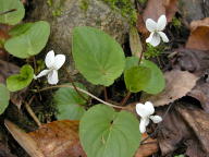 Sweet White Violet