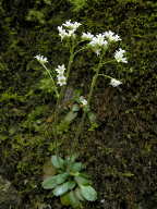 Saxifraga virginiensis