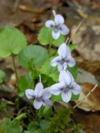 Viola rostrata