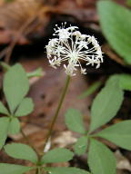 Panax trifolius