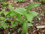 Veratrum viride