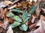 Goodyera pubescens