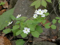 Thalictrum thalictoides