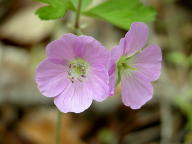 Geranium maculatum