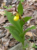 Cypripedium parviflorum var. pubescens