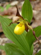 Cypripedium parviflorum var. pubescens