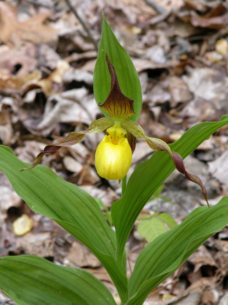 Southern Small Yellow Lady's Slipper