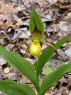 Cypripedium parviflorum var. pubescens