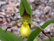 Cypripedium parviflorum var. pubescens