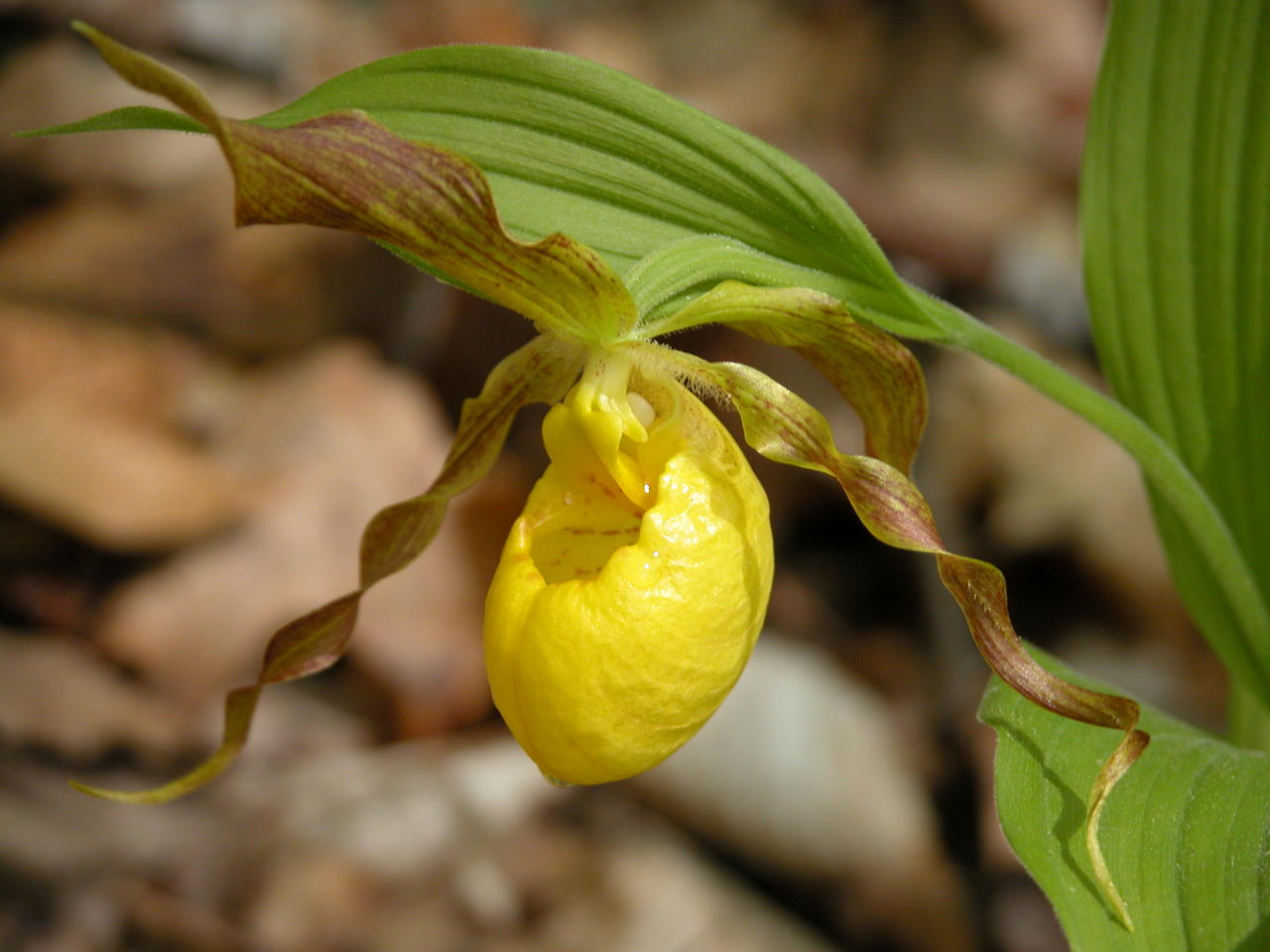 Southern Small Yellow Lady's Slipper