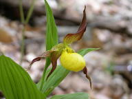 Southern Small Yellow Lady's Slipper