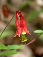 Aquilegia canadensis
