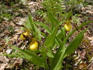 Southern Small Yellow Lady's Slipper