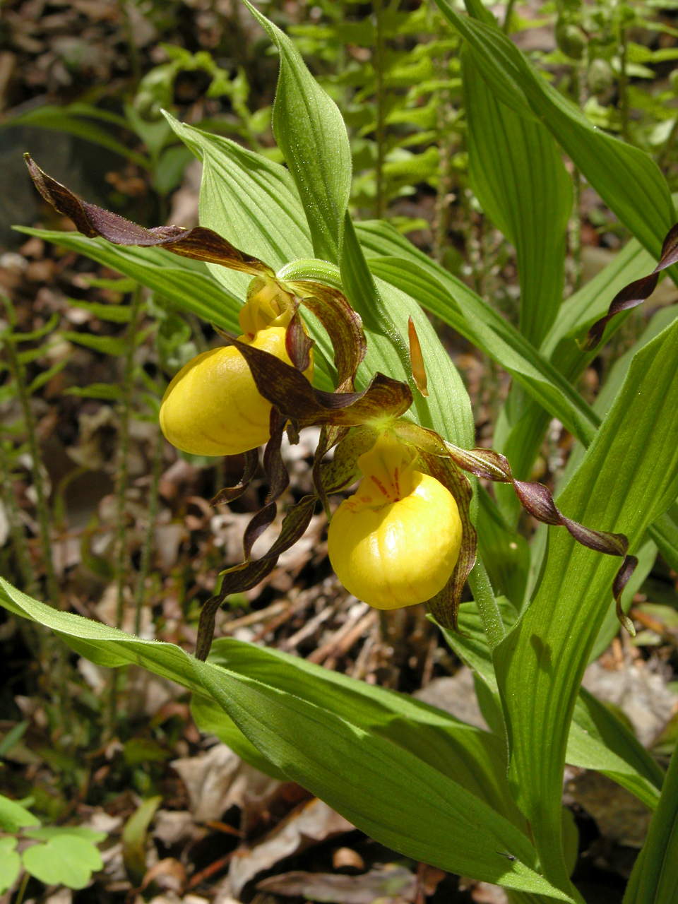 Southern Small Yellow Lady's Slipper