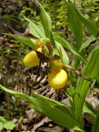 Cypripedium parviflorum var. pubescens