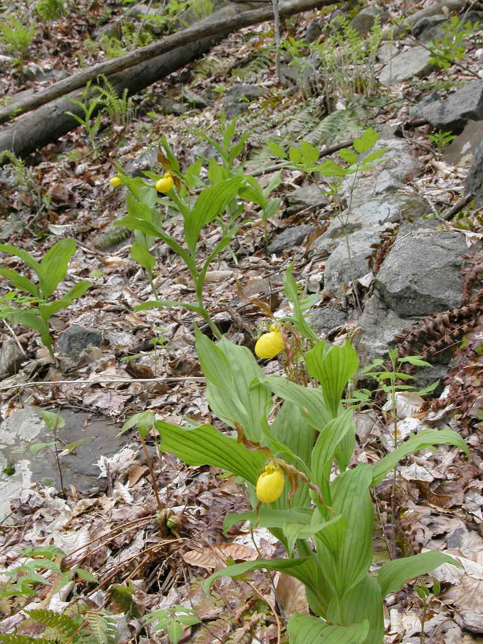 Southern Small Yellow Lady's Slipper