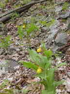 Cypripedium parviflorum var. pubescens